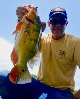 Angler in a Flat Creek Rods T-shirt holding up a large peacock bass