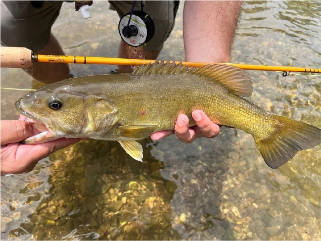 Smallmouth bass held over a clear, rocky riffle beside a golden fiberglass fly rod